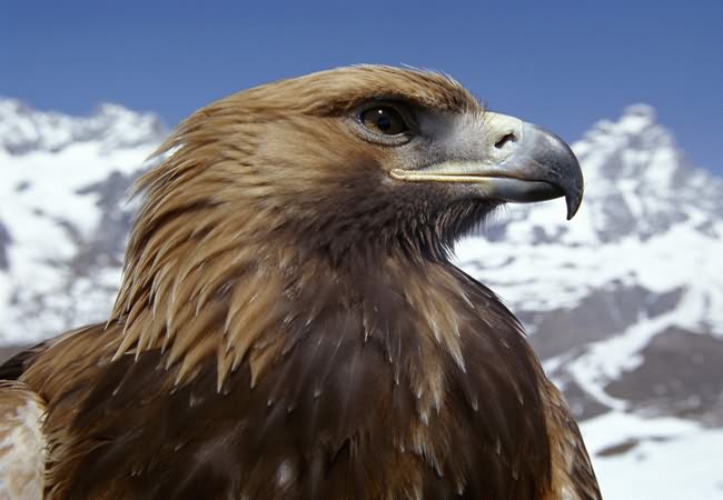 baby golden eagle pictures. Golden Eagle