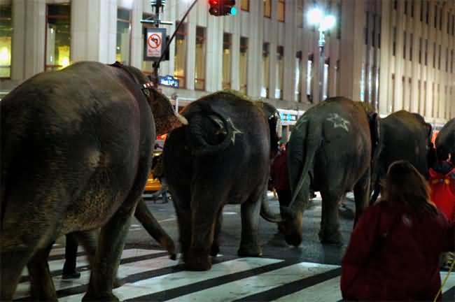 The Elephant Walk 10 Ritual Perpeloncoan / OSPEK Paling menakutkan di Amerika
