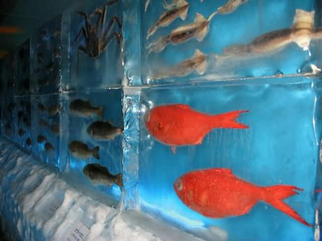 Ice Aquarium in Japan