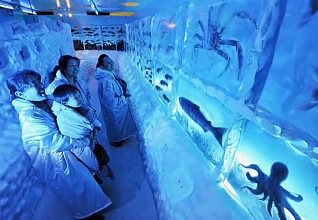 Ice Aquarium