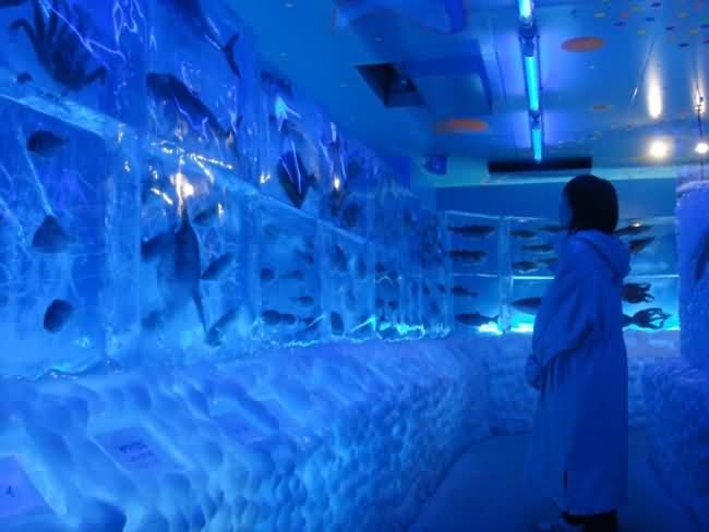Frozen Aquarium in Japan