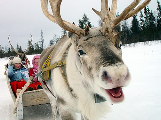 reindeer-mushrooms-1.jpg