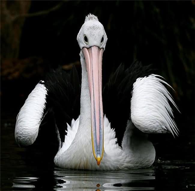 Australian Pelican