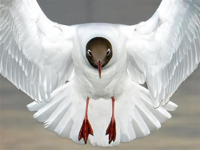 Black-Headed Gull