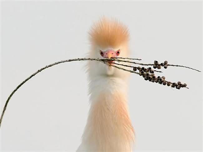 Cattle Egret