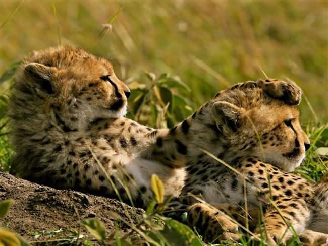 Cheetahs