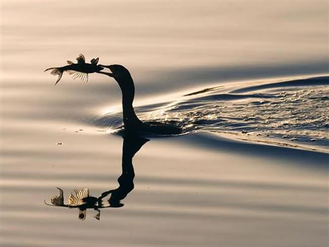 Cormorant