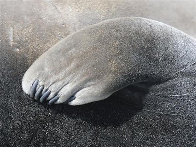 Elephant Seal Flipper
