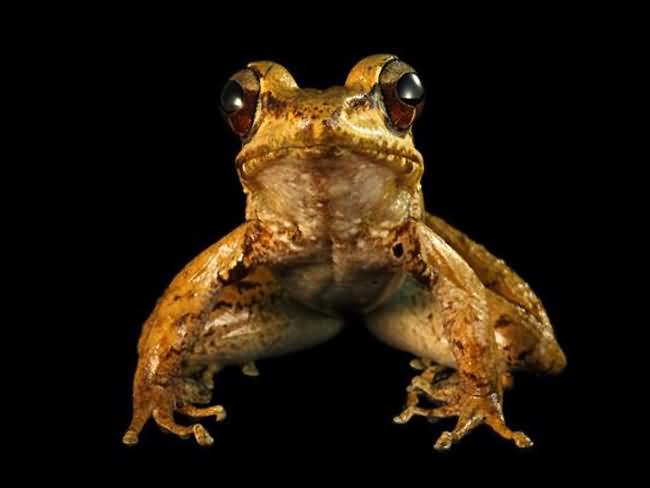 Frog