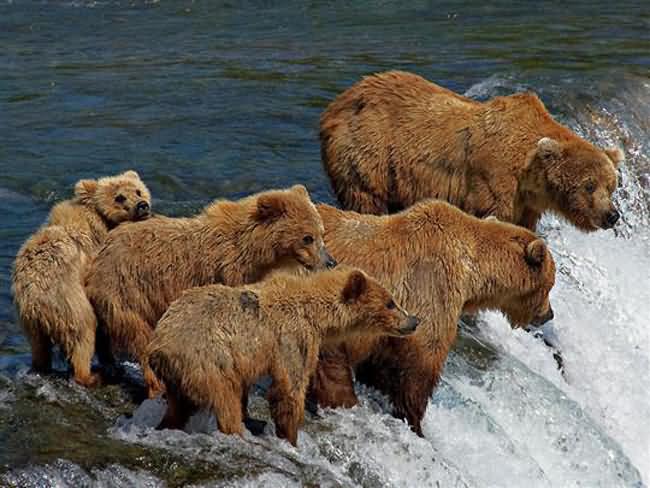 Grizzly Bears