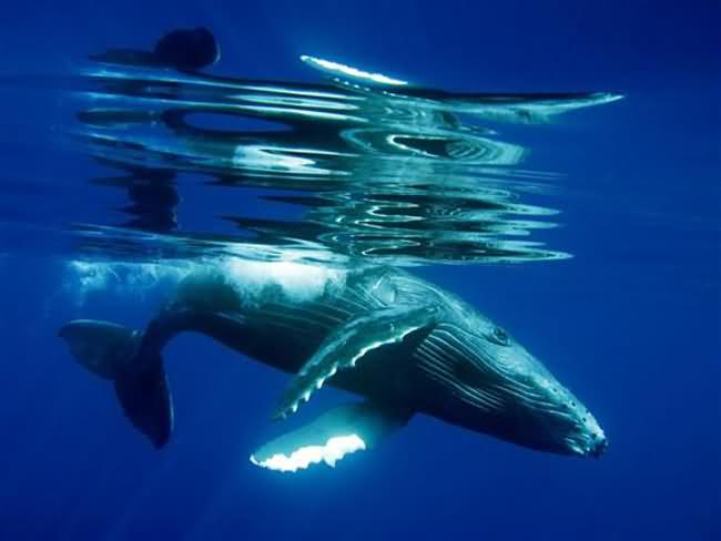 Humpback Whale Calf