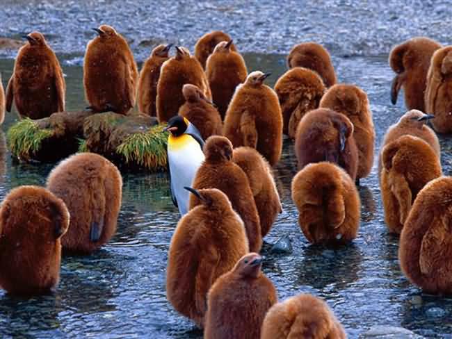 King Penguins