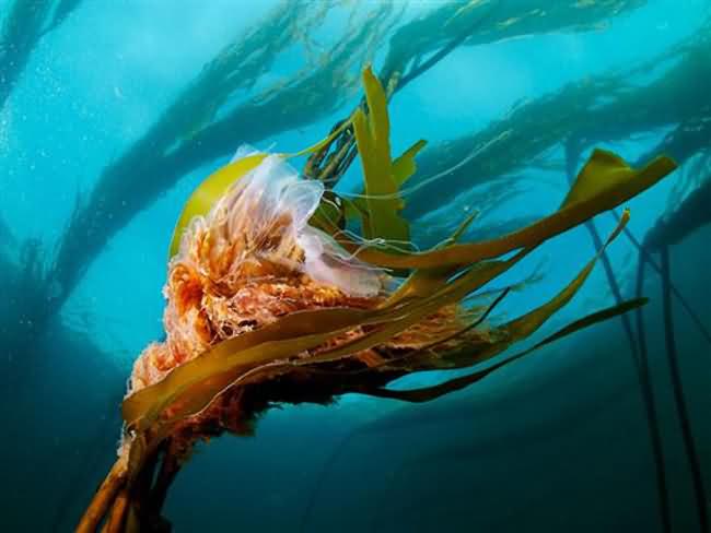 Lion Mane Jellyfish