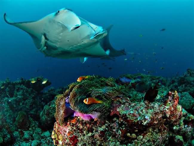 Manta Ray