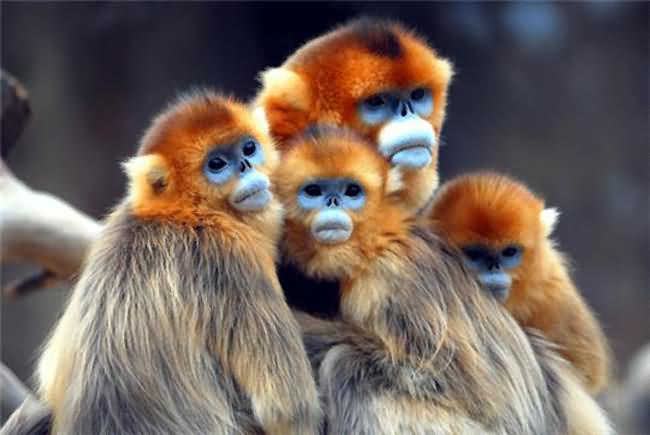 Monkey