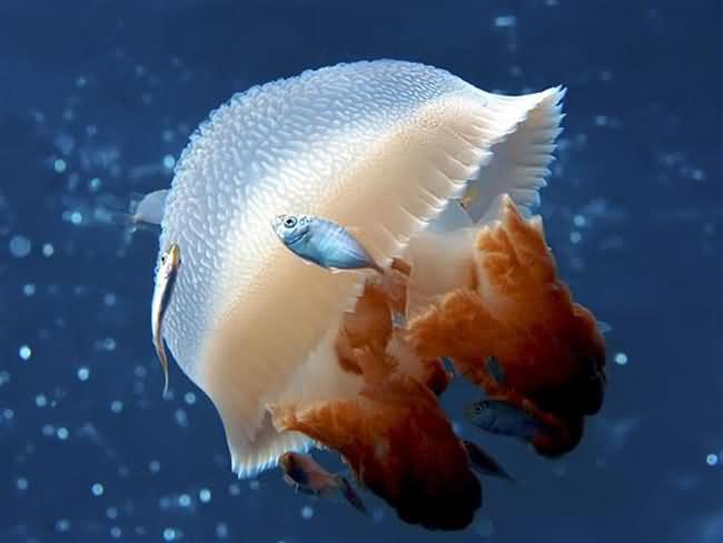Mosaic Jellyfish