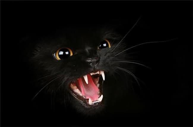 Black Panther