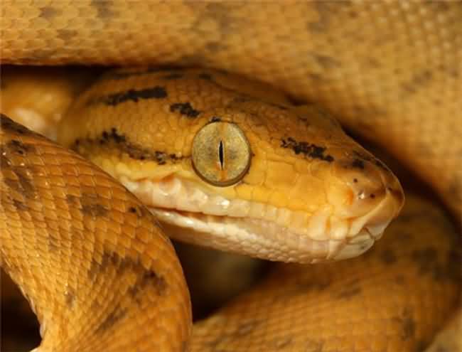 Snake