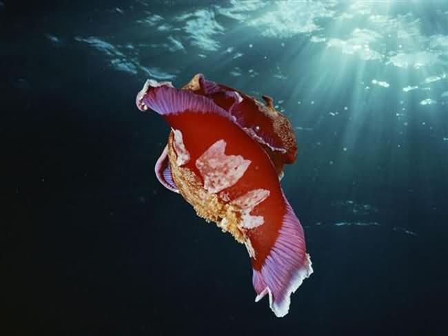 Spanish Dancer Nudibranch