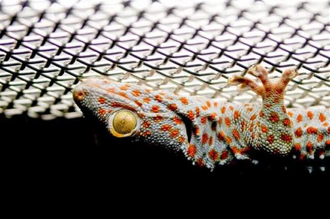 Tokay Gecko