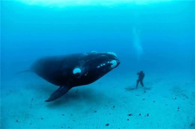 Whale