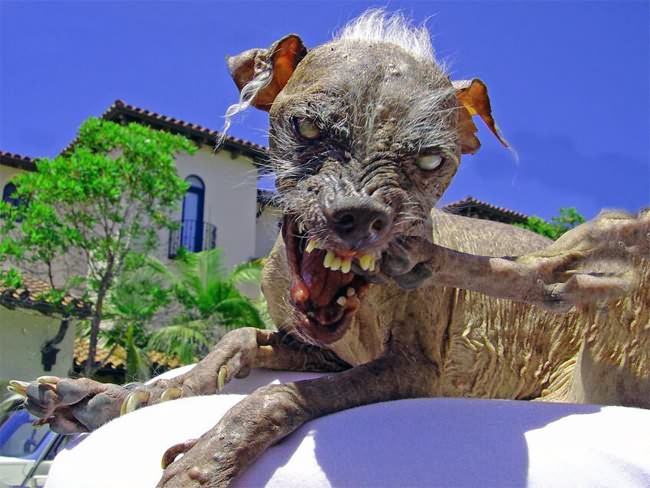 ugly animals in world. the quot;World#39;s Ugliest Dogquot;