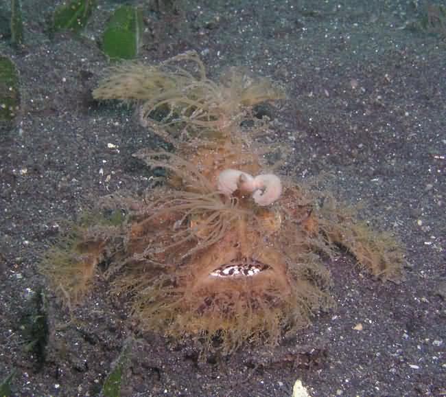 muppet-fish.jpg