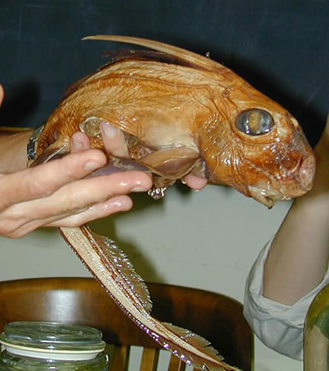 rabbit-fish.jpg