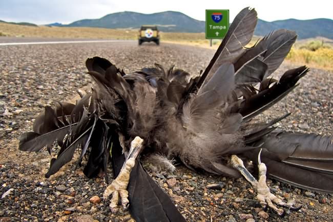 Image result for chicken roadkill