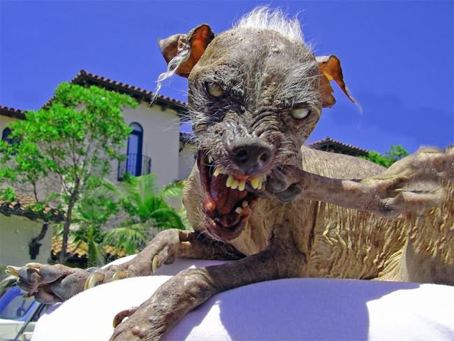 The Ugliest Animals Of The World - Media Dump The Ugliest Animals Of The World - Media Dump